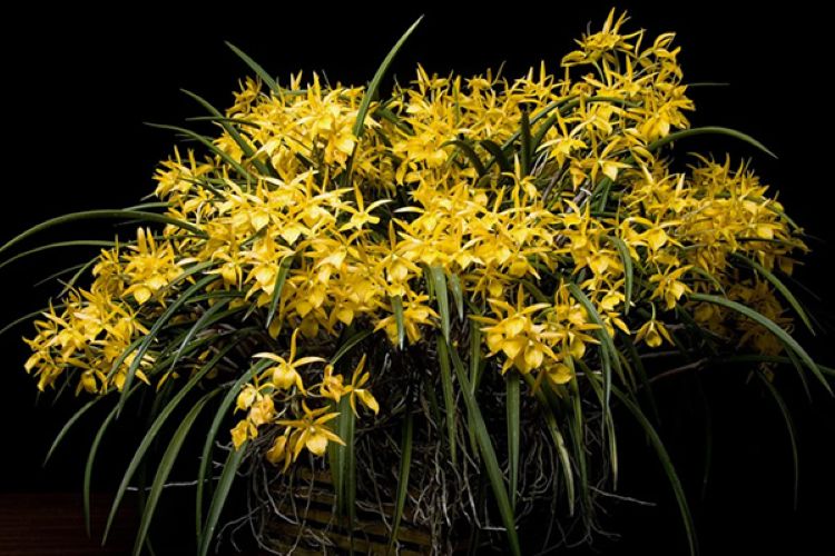 Redland International Orchid Festival in Miami